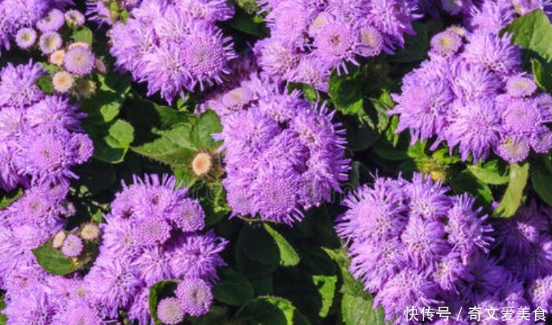 此花花姿妖娆,紫色的花朵散发着沁人心脾的芳香,令人心旷神怡