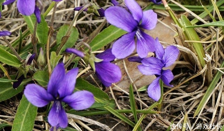荒地里的“小紫花”，谁说是杂草我跟谁急，当盆栽多好！