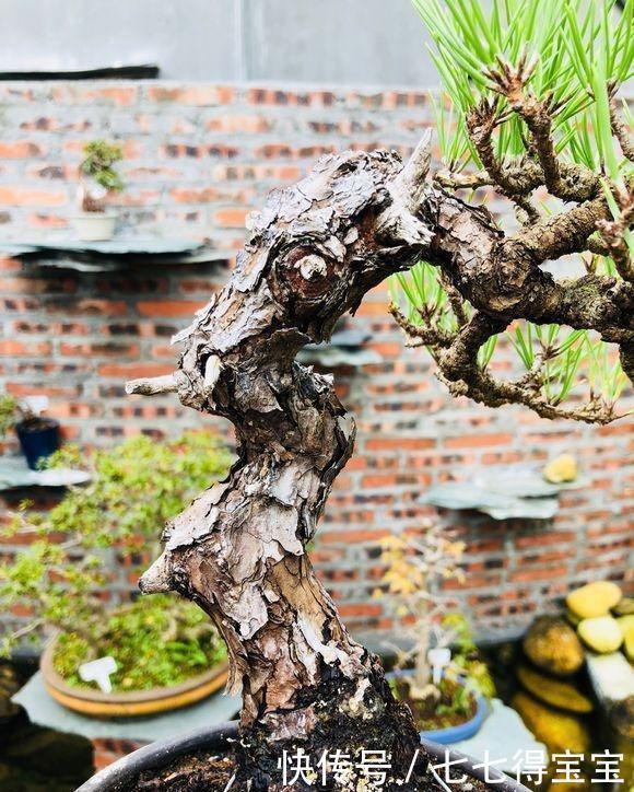 缩龙成寸|一棵爆皮非常到位的山松盆景,各位大神进来看看,这算不算精品?