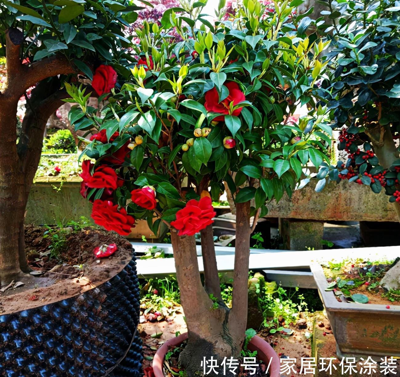 嫩枝|嫁接茶花需要准备什么，嫁接好了后怎么管理？