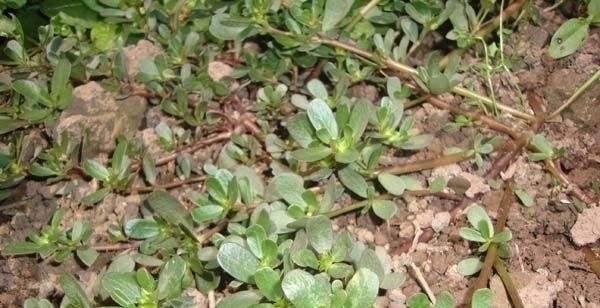 匍匐茎|隐藏在我们身边的美味:农村遍地都是的野菜!