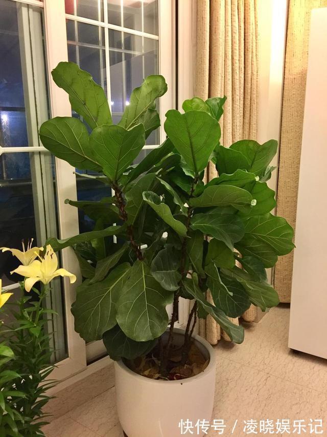 7种漂亮花，寿命长，颜值高，好养活，客厅养一盆，活了几十年