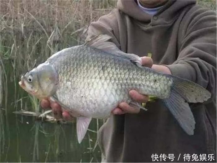 日本“假鲫鱼”入侵我国,比真鲫鱼还受欢迎,钓友一次钓一桶