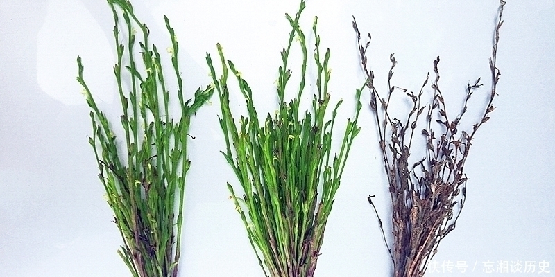 独脚|麦田一野草晒干2千元一斤,人称“草中黄金”,真有这么好