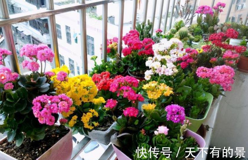 花友|3种花秋天“睡醒后”,及时喂点大补肥,才能长得壮开爆花