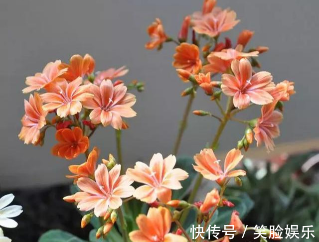 长寿花|这花像长寿花一样好养,全年不间断的开花,太美了