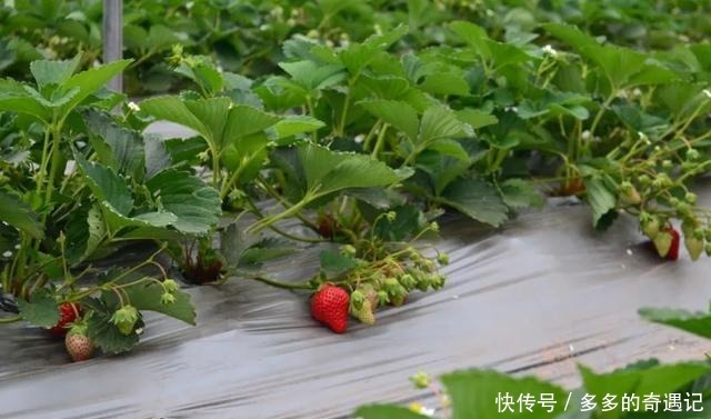 瓜果|瓜果飘香|太甜!如果凉山的冬天有味道,一定是草莓味的~