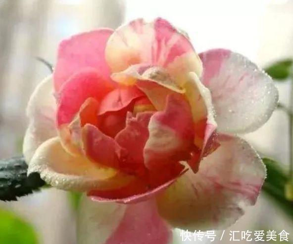 颜值担当|阳台养花，不妨养这4款植物，盛开时繁花似锦，花色美轮美奂
