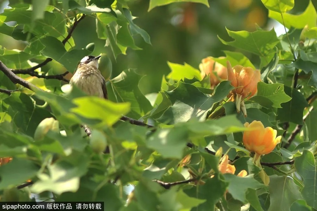 鹅掌楸|长在树上的“郁金香”，经过亿年，穿越时空和大家见面啦！