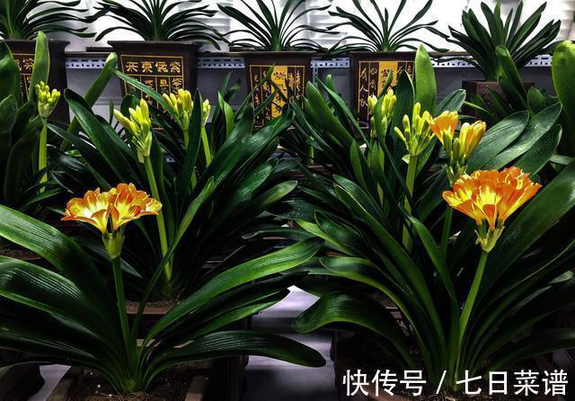 养君子兰不懂“浇水”,等于养不会养,浇前“摸摸土”,才更靠谱