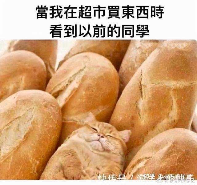 |开心一笑，爆笑图片段子：快睡觉！大晚上我上哪儿给你找公猫去