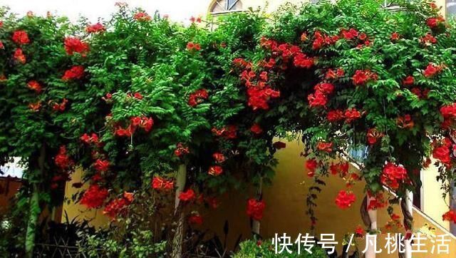 阳台空地别浪费，此花比绿萝还好养，开花160天，非常美