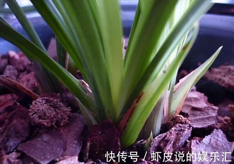 根系|不管养什么兰花，把这1种树皮埋土里，根系、叶片噌噌窜