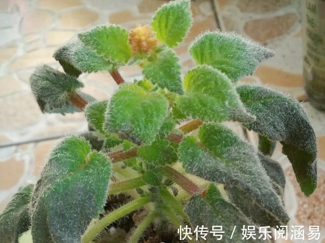 夏天|10种不能淋雨的花，淋完雨就死，盆栽养花注意事项