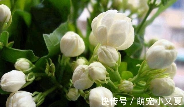 花市|花市上的茉莉“满头花苞”，花香浓，原来是“这样”养出来的