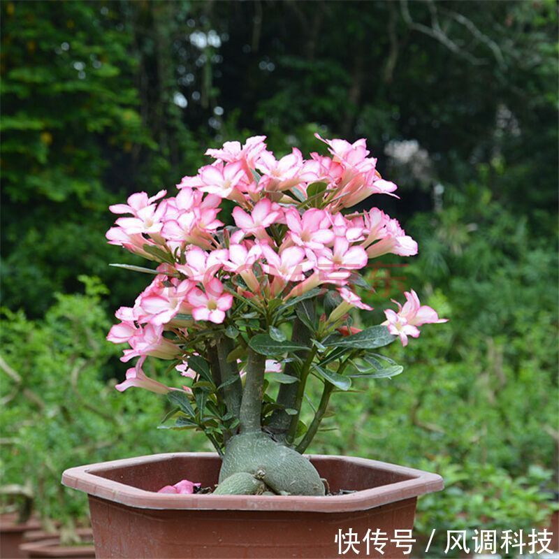 这三种花比绿萝还好养,三个月不管照样开花,最适合上班族