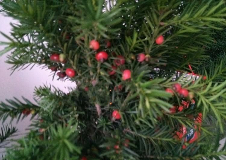 怪不得|怪不得老公把发财树扔了,现阳台流行种此花卉,香飘满屋更迷人