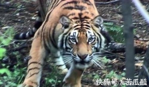 杨志|武松打虎有功,知县赏他1000贯钱,放到现在,能兑换多少人民币?