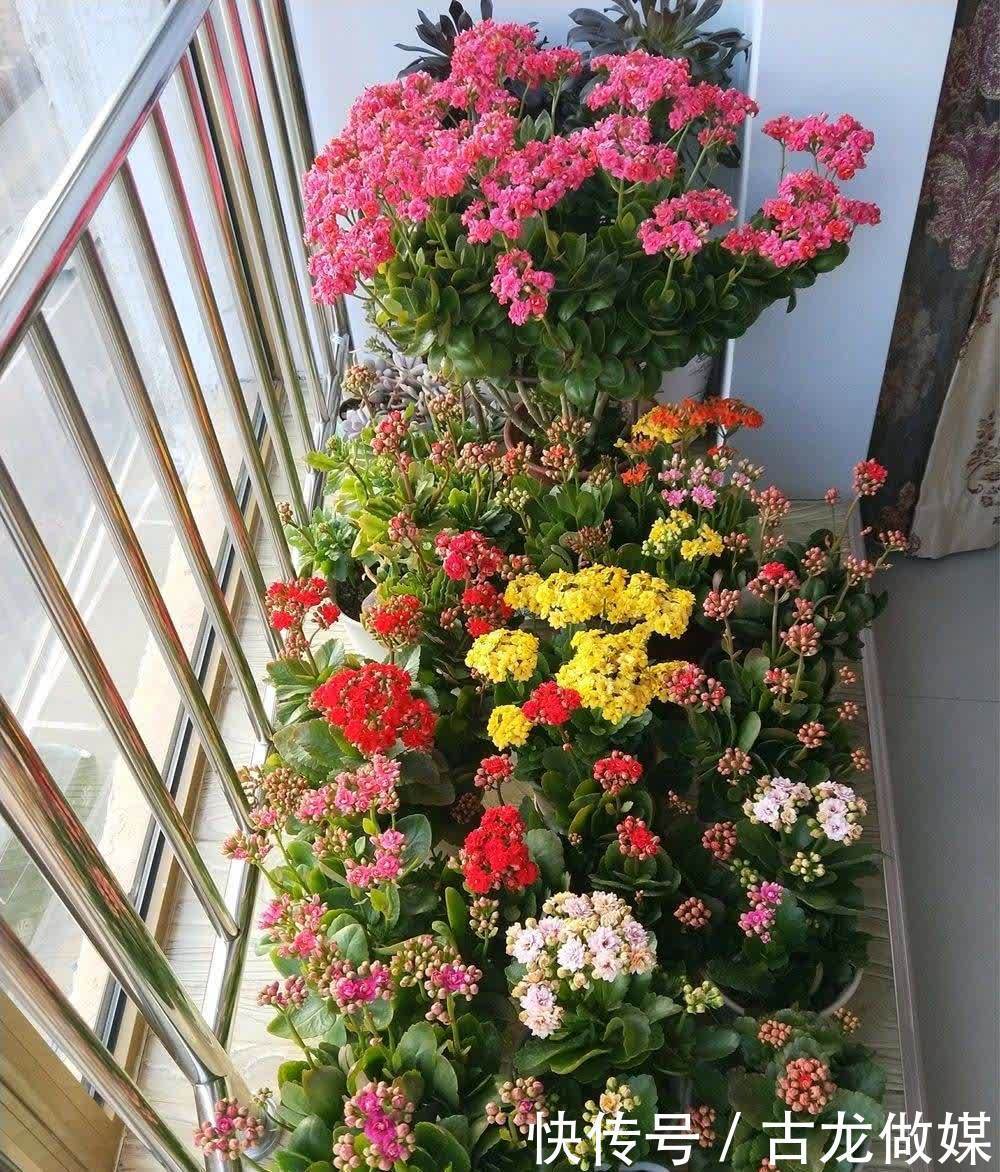 根系|养花要谨记,5种情况下,不能乱施肥,浇一盆枯萎一盆