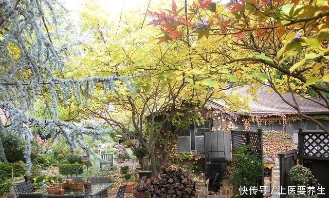 这7种树最能出效果,一旦花开就是人间仙境,花期最长可达半年!