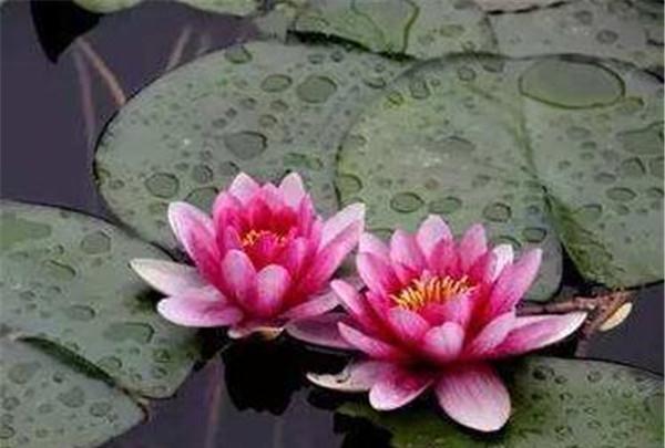 用旧水缸养花,是个不错的选择