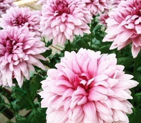 喜欢菊花，不如养盆“花中珍品”金牡丹，颜值高寓意好，清新高雅