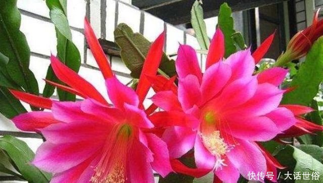 几款艳丽的花卉,漂亮好闻,财源滚滚来,招财又开运,你养了吗