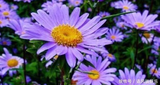 唐菖蒲|养花就养此4种,比绿萝好养,花开一朵,满屋子香气