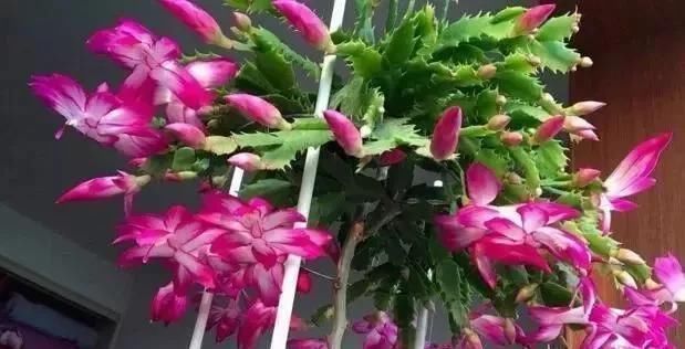 仙人掌|家庭养蟹爪兰,一个“小窍门”,不怕热,不怕冷,一年到头都开花