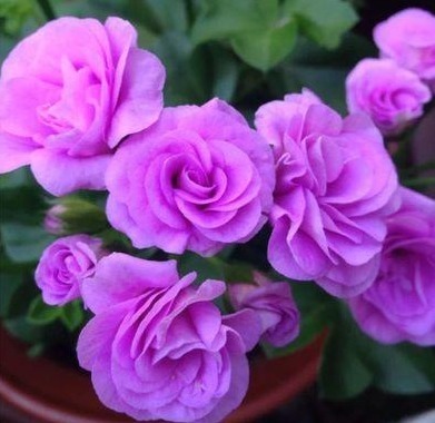 不是玫瑰胜似玫瑰!花开“4季”,见光就旺,比菊花更好养,值了