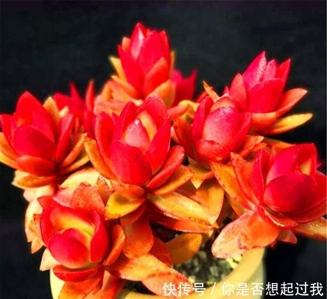 露天|喜欢多肉就选这1款，火红喜庆颜值高，只要4招，养成垂吊悬崖桩