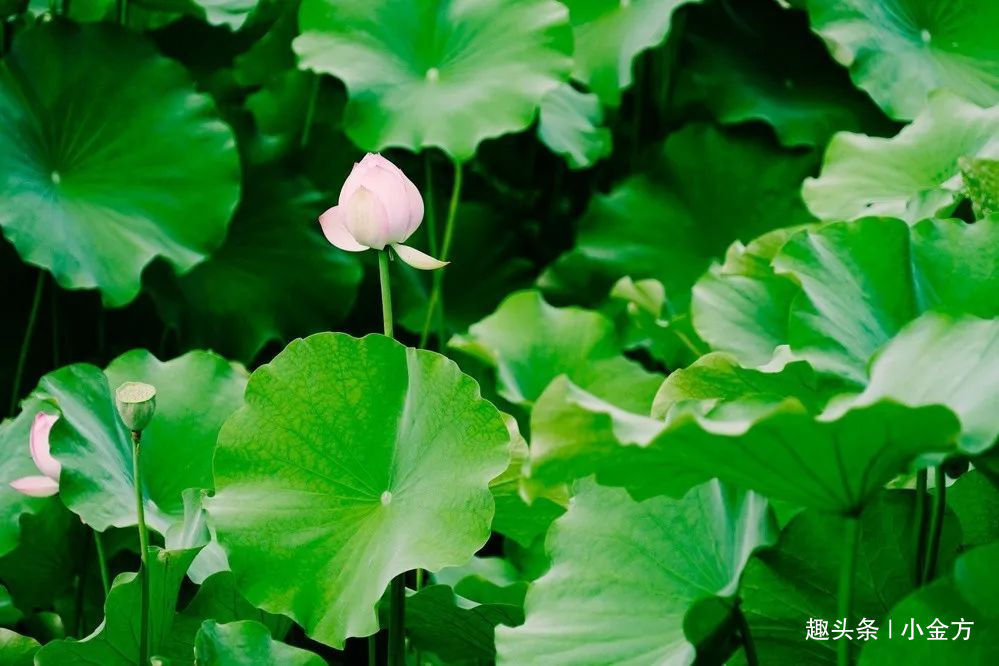 菊花|养肝护肝，这4样泡水不比枸杞差！每天一杯，肝会越来越好