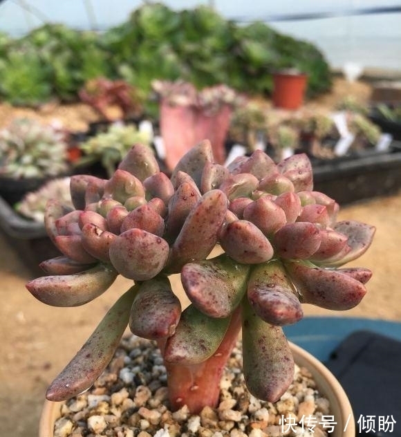 颗粒土养多肉,能养出好状态?小白最容易吃亏,状态跟土没关系