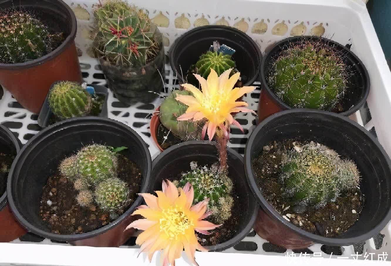 仙人球怎么养才能开花多？记住一点，一棵开20朵，很惊艳