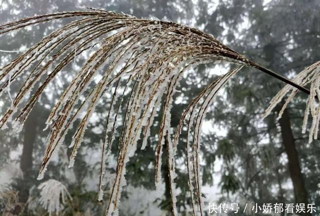 贵州|快看！贵州黔东南雷公山上处处银装素裹，风景美翻了……