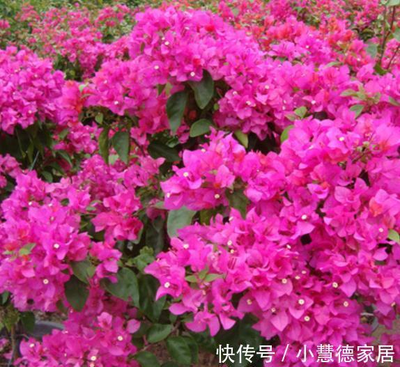 新手养三角梅，做好2个“舍得”，天天长花苞，花多不见叶