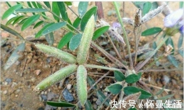 价值|留个意:此野草价值珍贵作用大,若是遇见,请往家里摘