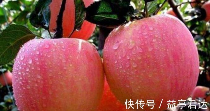 身体健康|别再被“早上吃苹果”骗了，对身体健康有3大危害，别被骗了