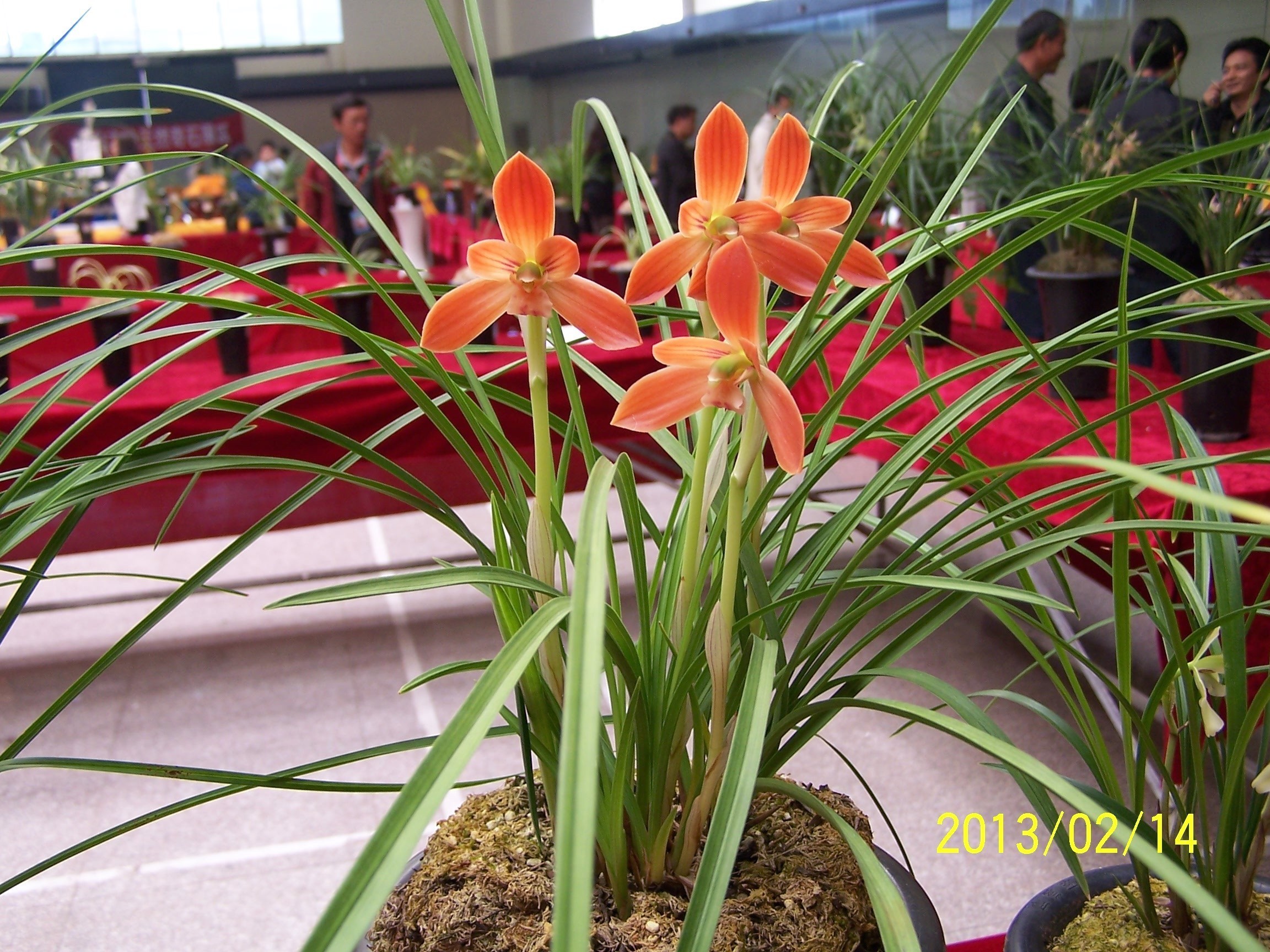 月季花|夏季最好养的花,丢土里就能活,春节时开花,花朵漂亮,花香四溢