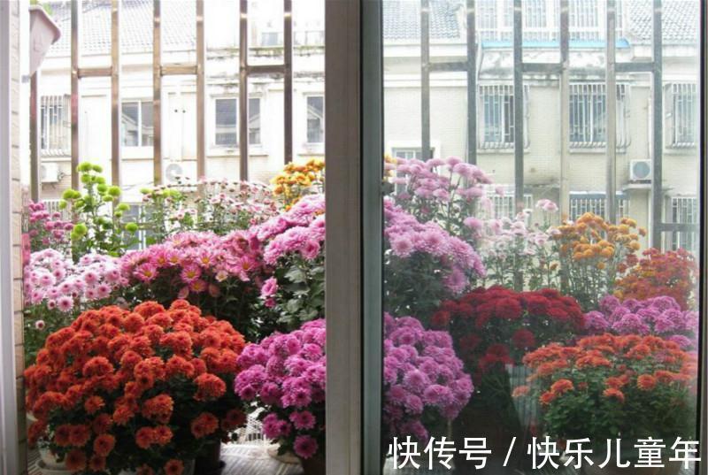 爆盆|此种花,养在防盗窗也能爆盆,现在正是它的主场