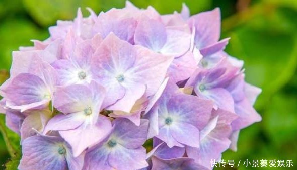 好看|好看的绣球花这样快速扦插,十天就能生根,开花后太美了