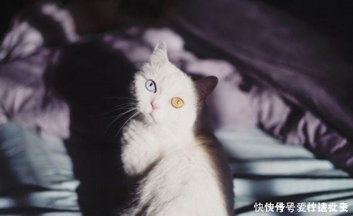 滤镜|猫咪天生自带美瞳,无需使用滤镜美颜,少女心要爆棚