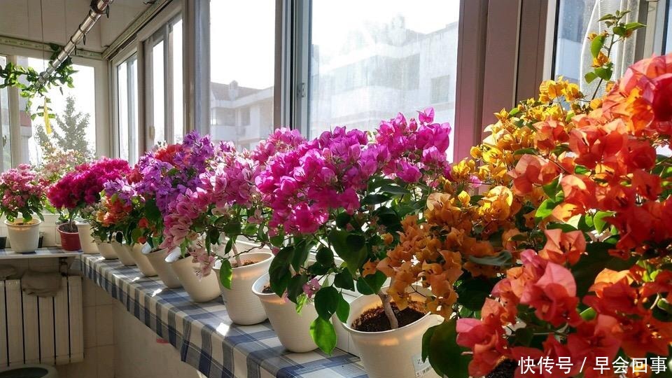 漂亮的花朵|养这6种花,家里全年都是“小花园”,花朵一茬又一茬的开!