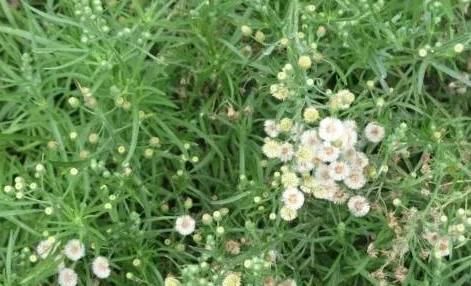 野草|农村厕所边上的野草,被称为“白酒草”,价值连城,治疗炎症良药