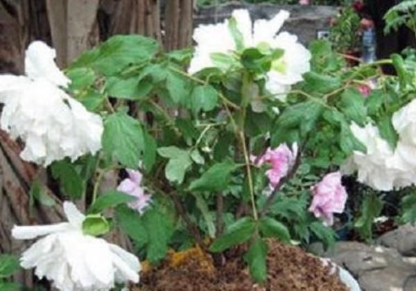 4种“富贵花”,一盆招财两盆旺运,三盆家中成福地,尤其第3种