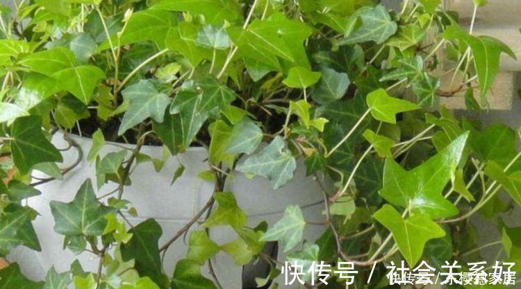 种花|养花就养4种花，好养易活花量大，寓意吉祥人人爱，家里养真适合