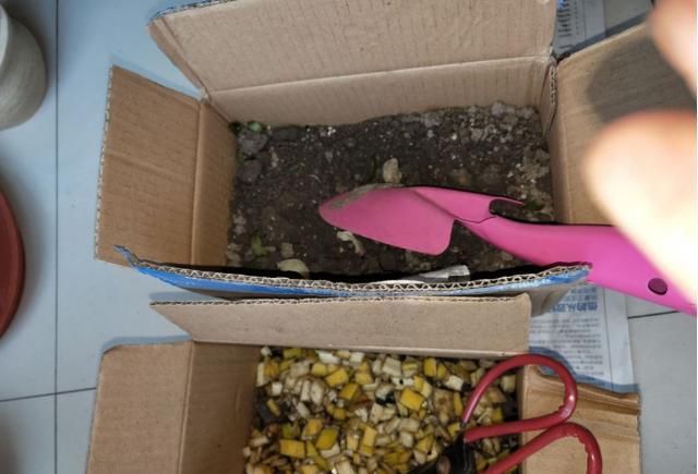 橘皮、柚子皮别扔,泡水里成大补肥,养花太有用了