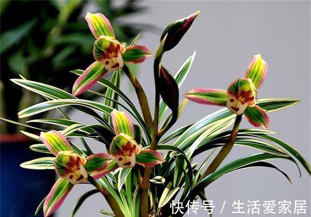 这兰花不常见,一花双色,兰香浓郁,叶带金边,是兰中极品