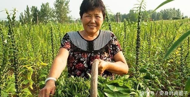 宝贝|这种菜，很多人都只吃种子，其实叶子才是宝贝，很多人想买买不到