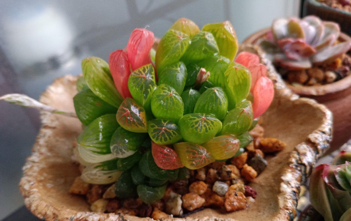 这些多肉是颜值担当,口碑却褒贬不一,喜欢和嫌弃严重“两极化”